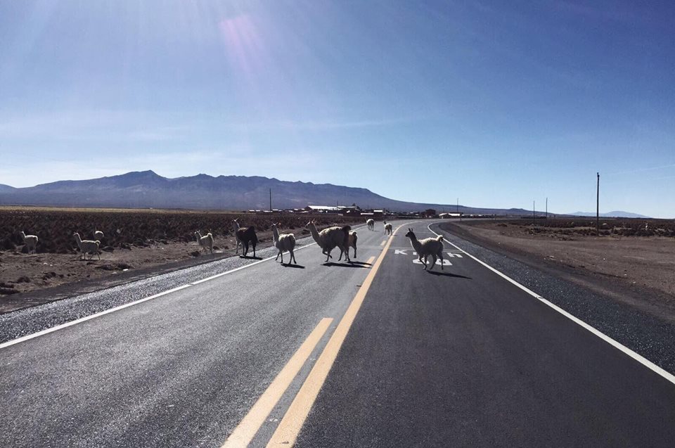 Lamas sur la route voyage vélo Pérou
