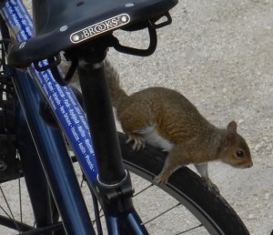 selle brooks voyage vélo